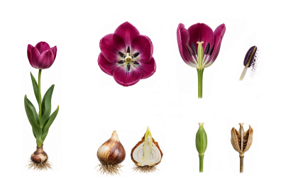 De la fleur au fruit chez la Tulipe